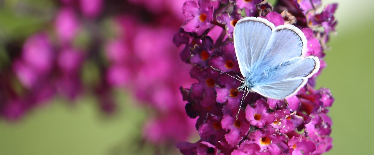 Butterfly on pink flower