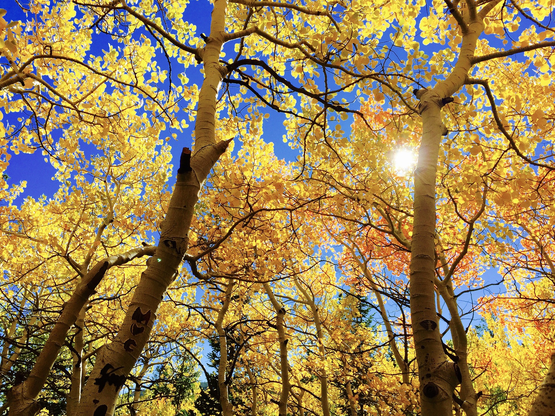 Leaves in sun